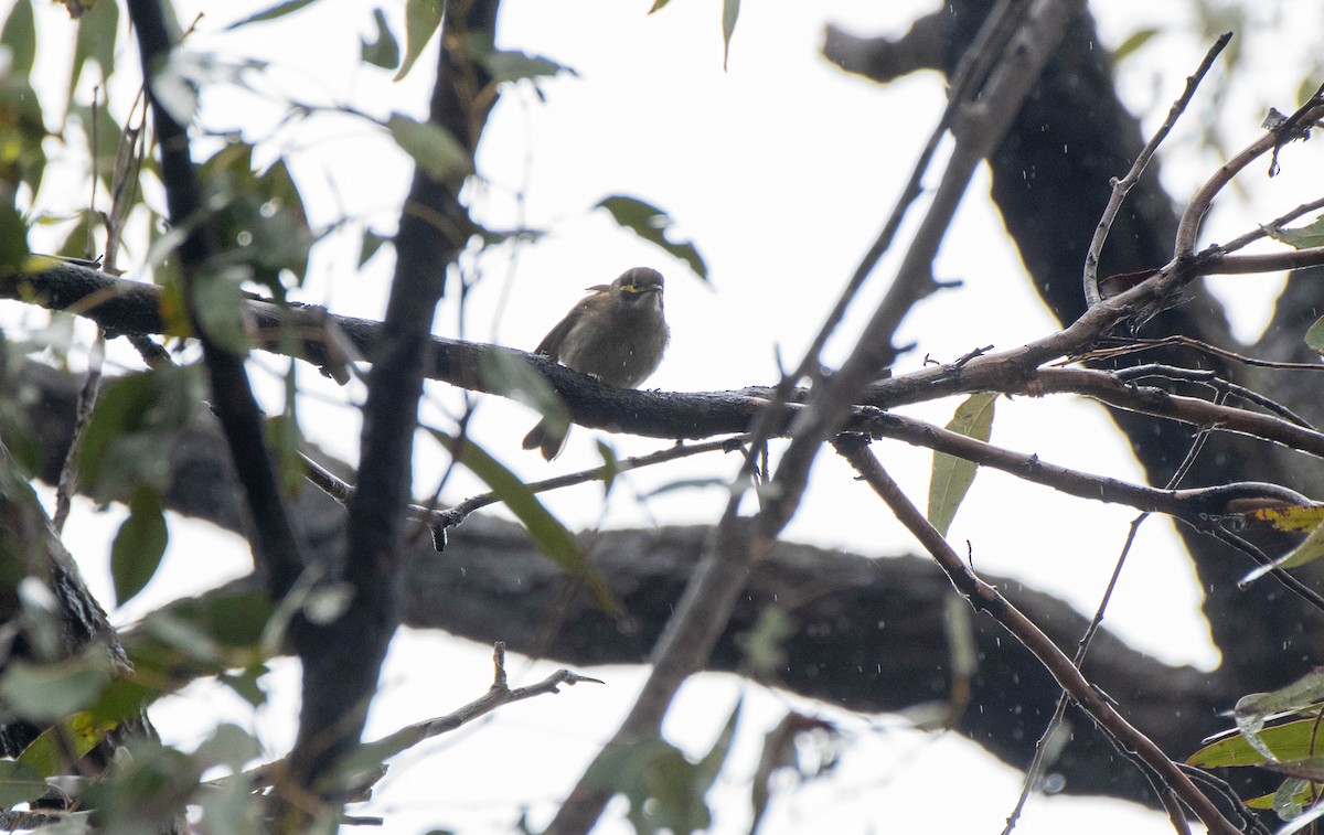 Brown-headed Honeyeater - ML620291935