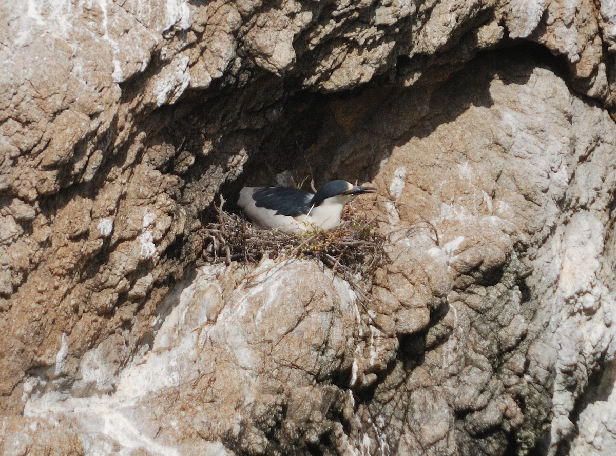 Black-crowned Night Heron - ML620291936