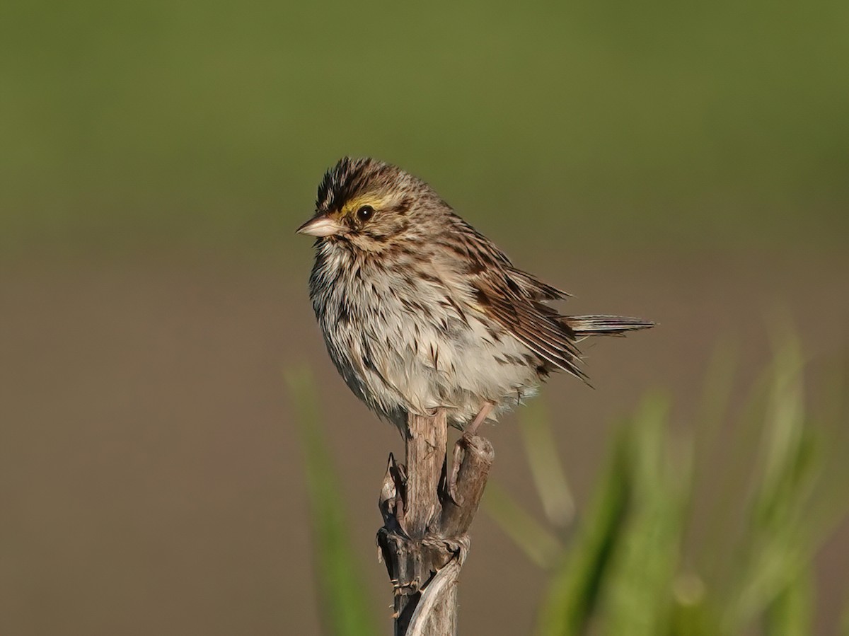 Savannah Sparrow - ML620291938