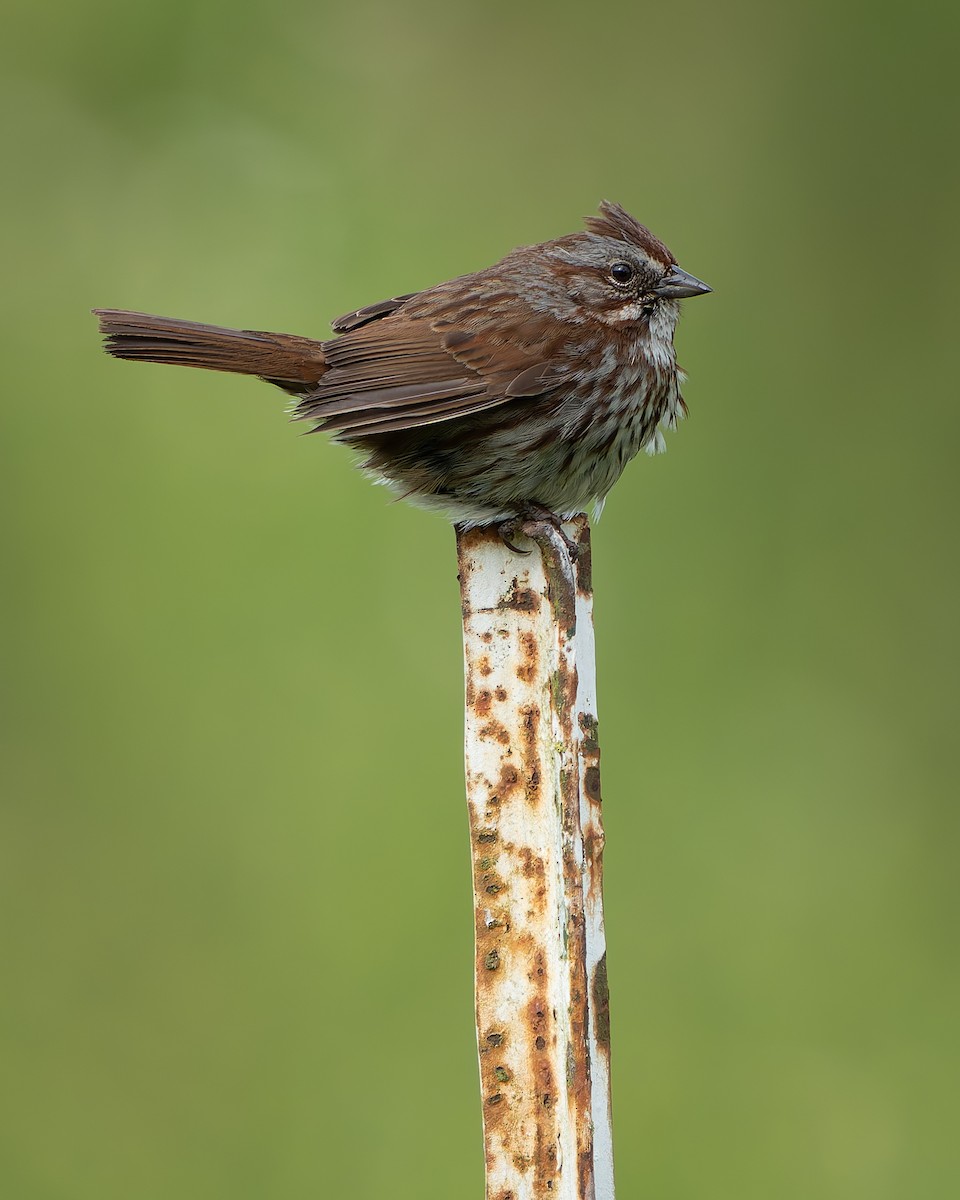 Song Sparrow - ML620291939