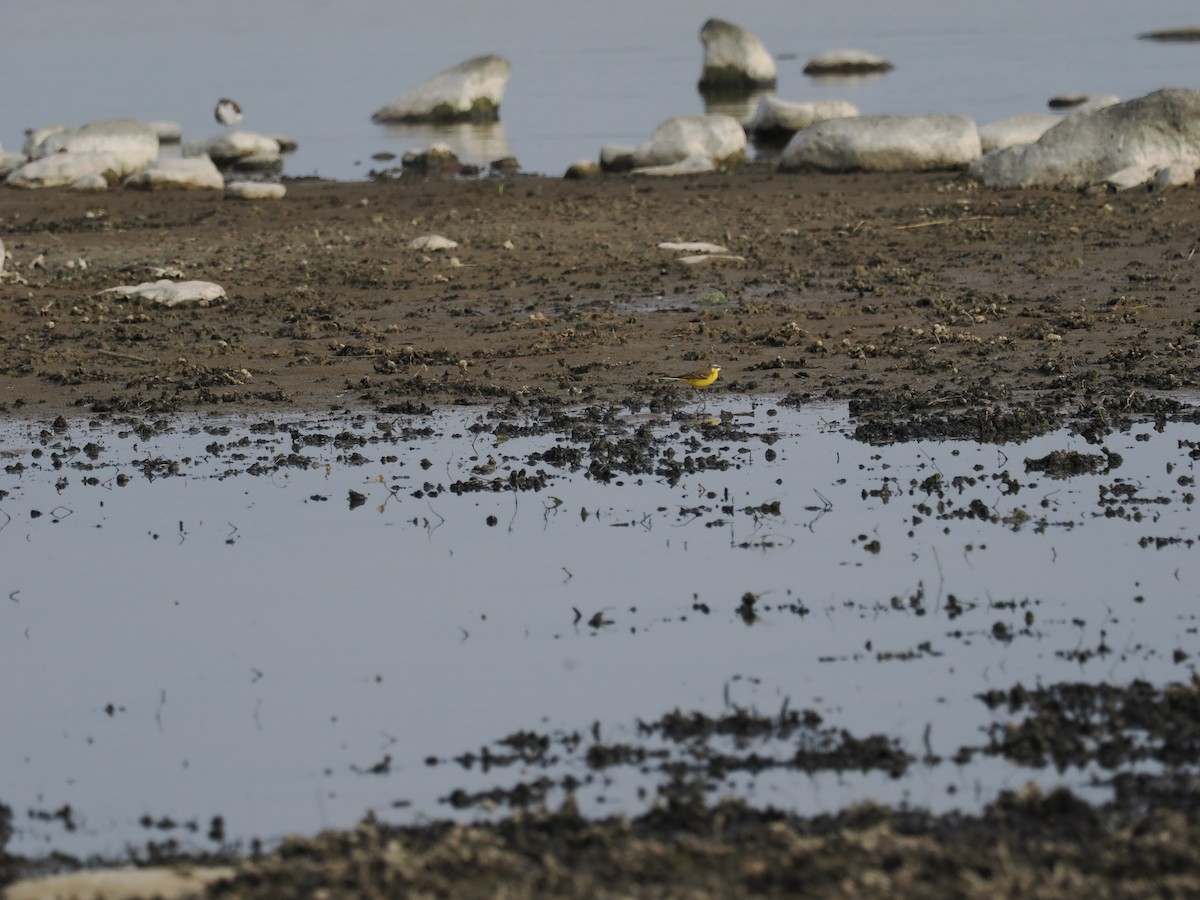 Western Yellow Wagtail - ML620291941