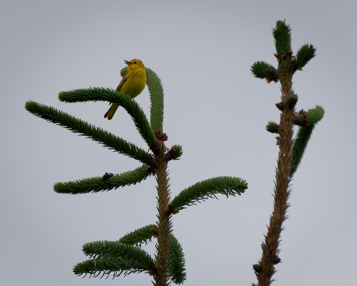 Yellow Warbler - ML620291946