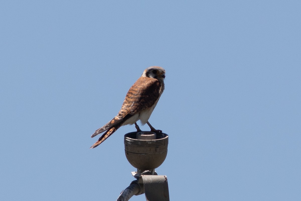 American Kestrel - ML620291951