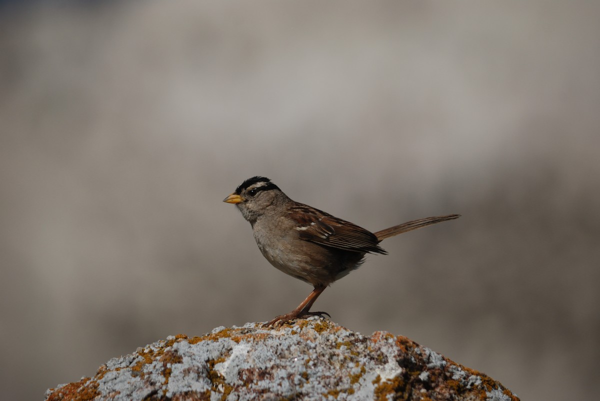 White-crowned Sparrow - ML620291953