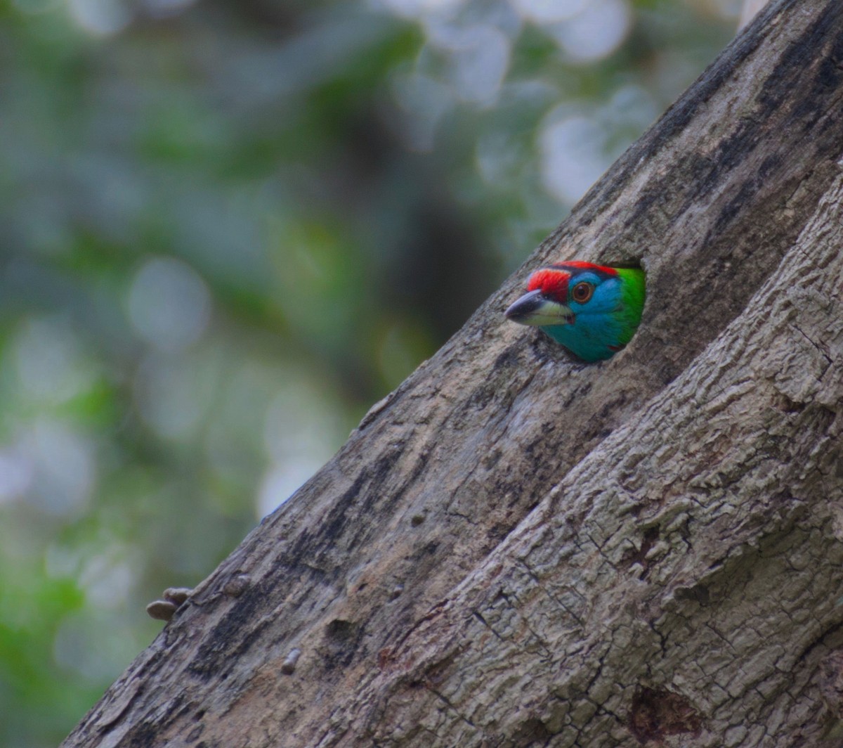 Mavi Boğazlı Barbet - ML620291956