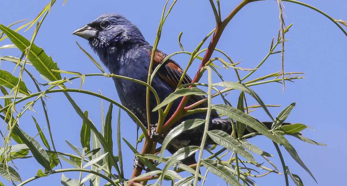 Blue Grosbeak - ML620291958