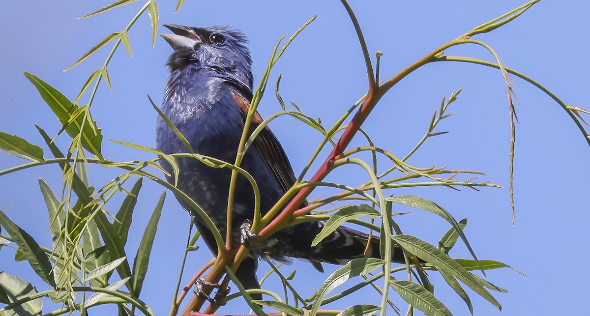 Blue Grosbeak - ML620291960