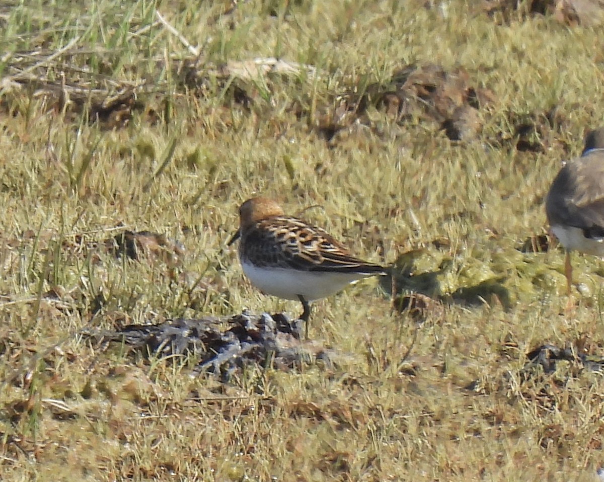 Little Stint - ML620291963