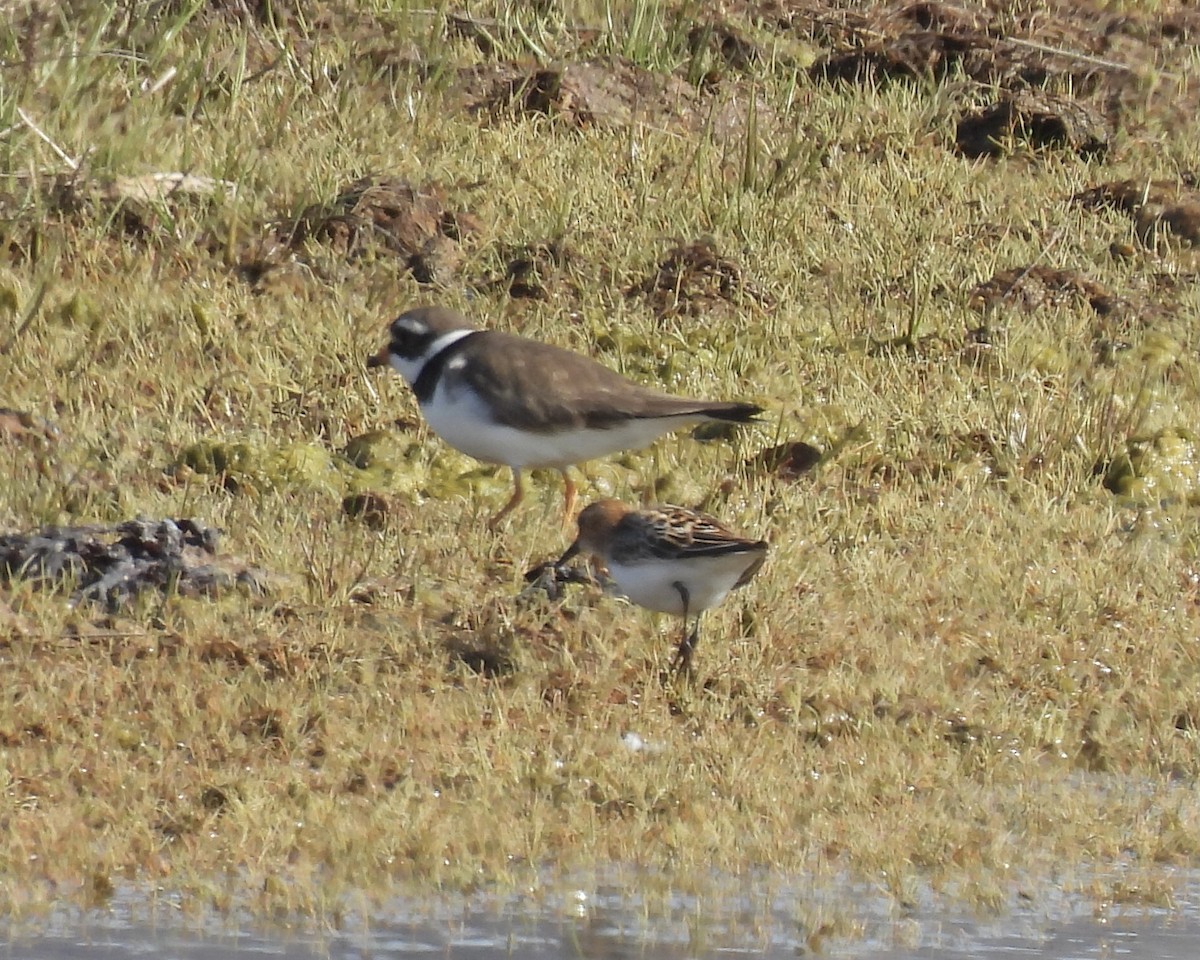 Little Stint - ML620291964