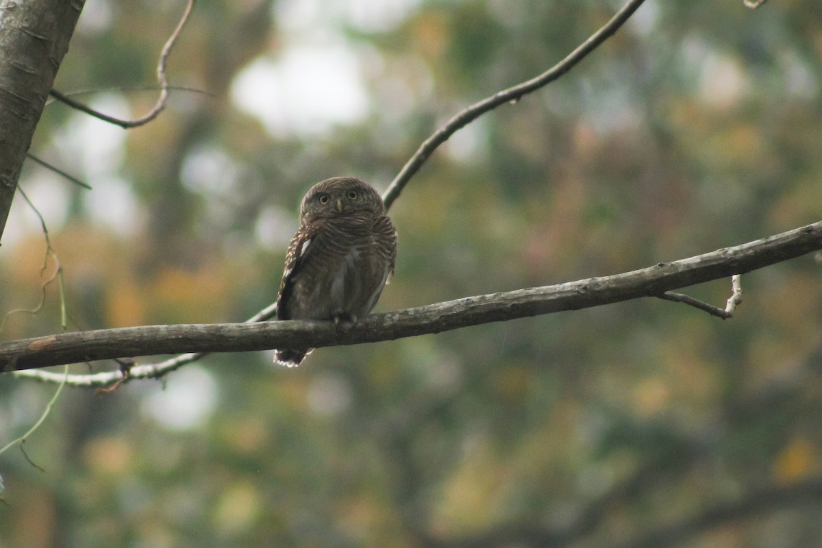 Asian Barred Owlet - ML620291967