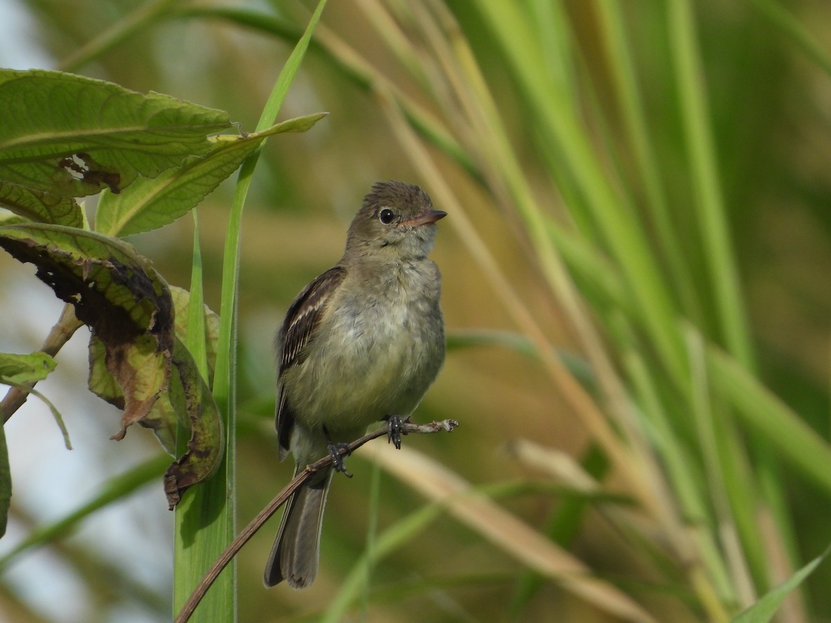 Lesser Elaenia - ML620291969