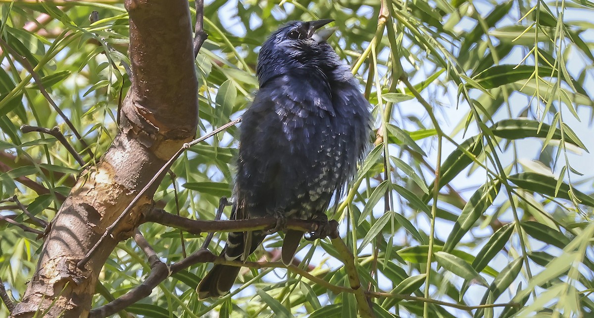 Blue Grosbeak - Thomas Olson