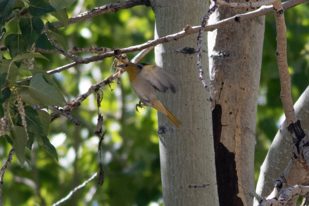 Bullock's Oriole - ML620291971