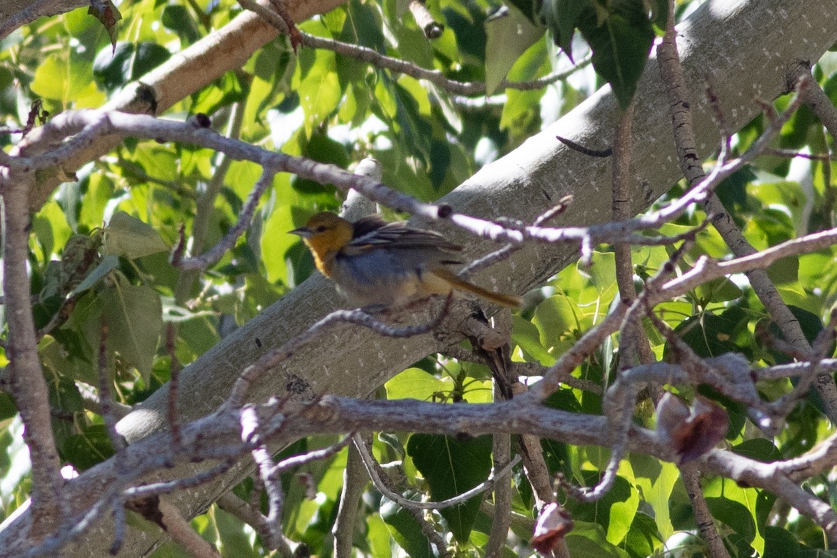 Bullock's Oriole - ML620291972