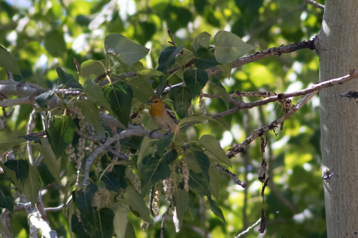 Bullock's Oriole - ML620291973