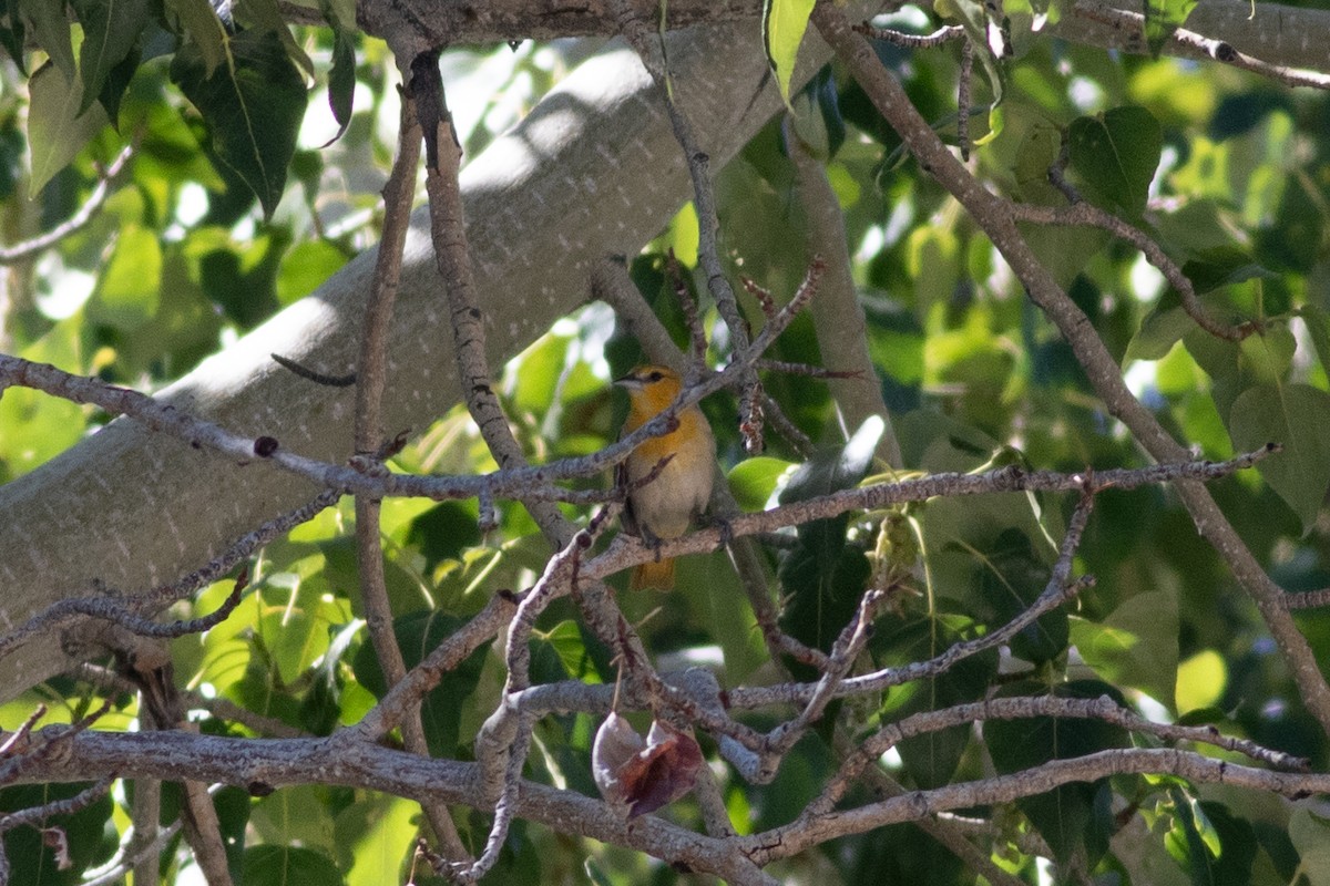 Bullock's Oriole - ML620291974