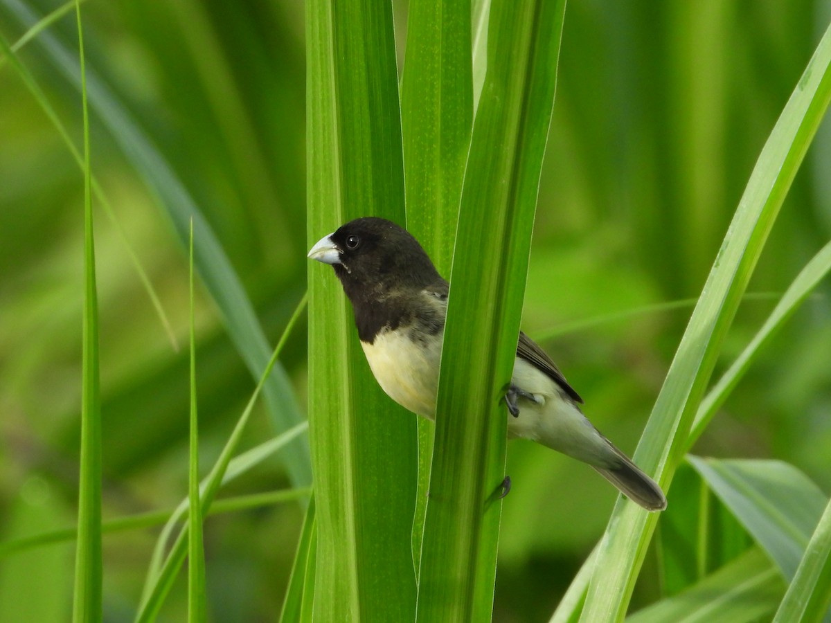 Yellow-bellied Seedeater - ML620291981