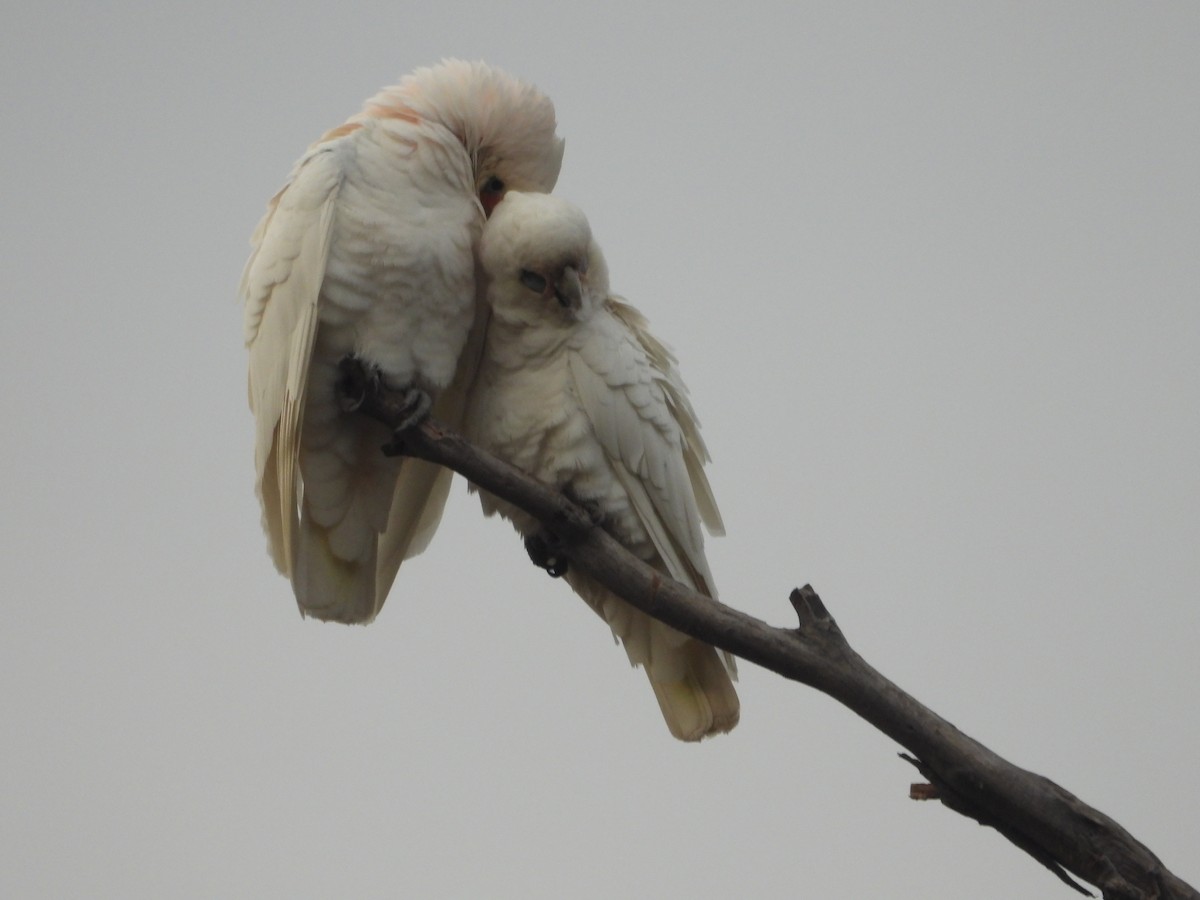 Cacatúa Sanguínea - ML620291983