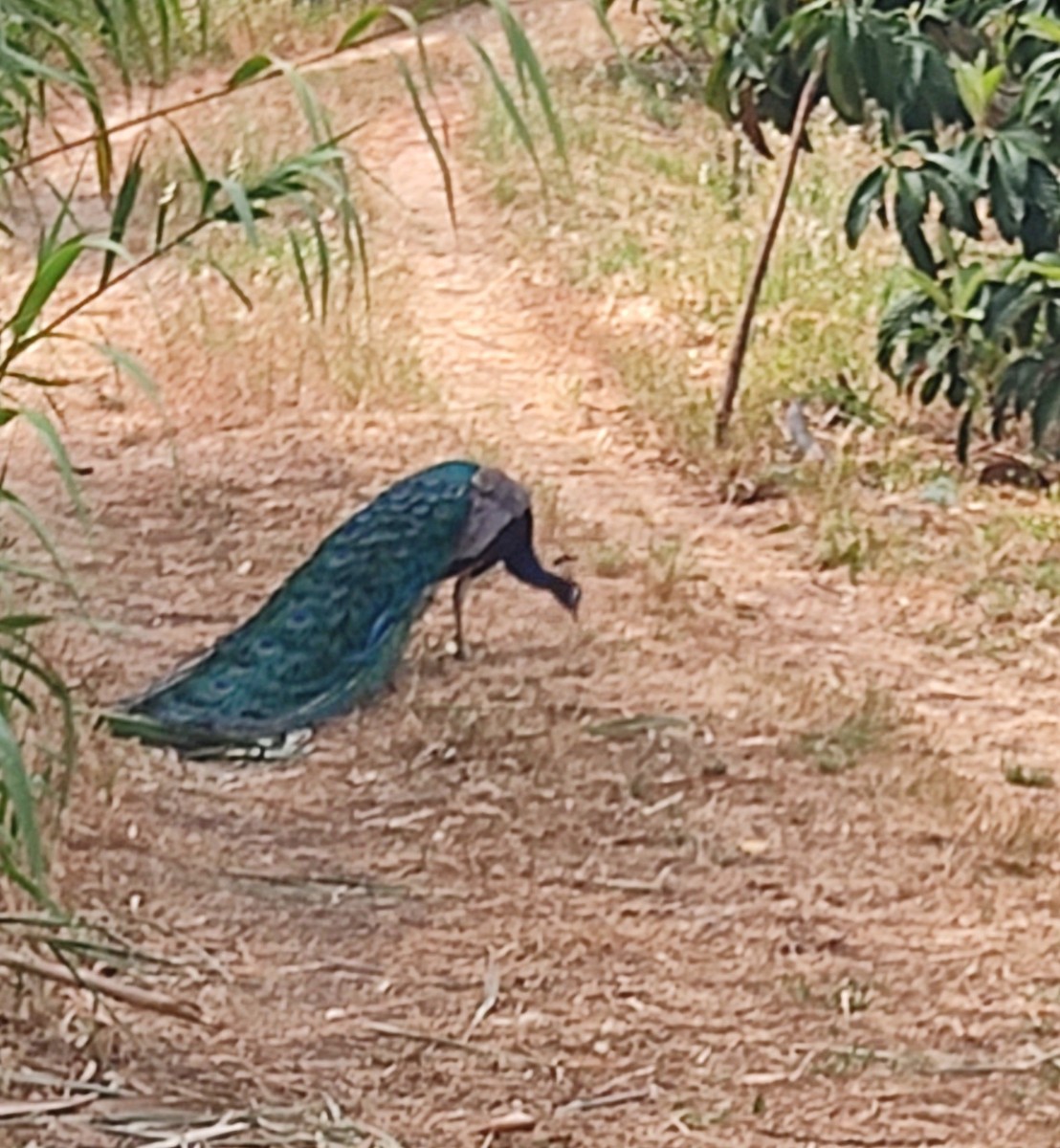 Indian Peafowl - ML620291986