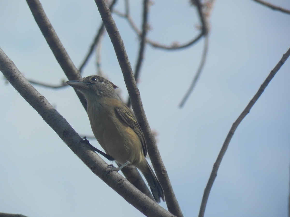 Black-crested Antshrike - ML620291988