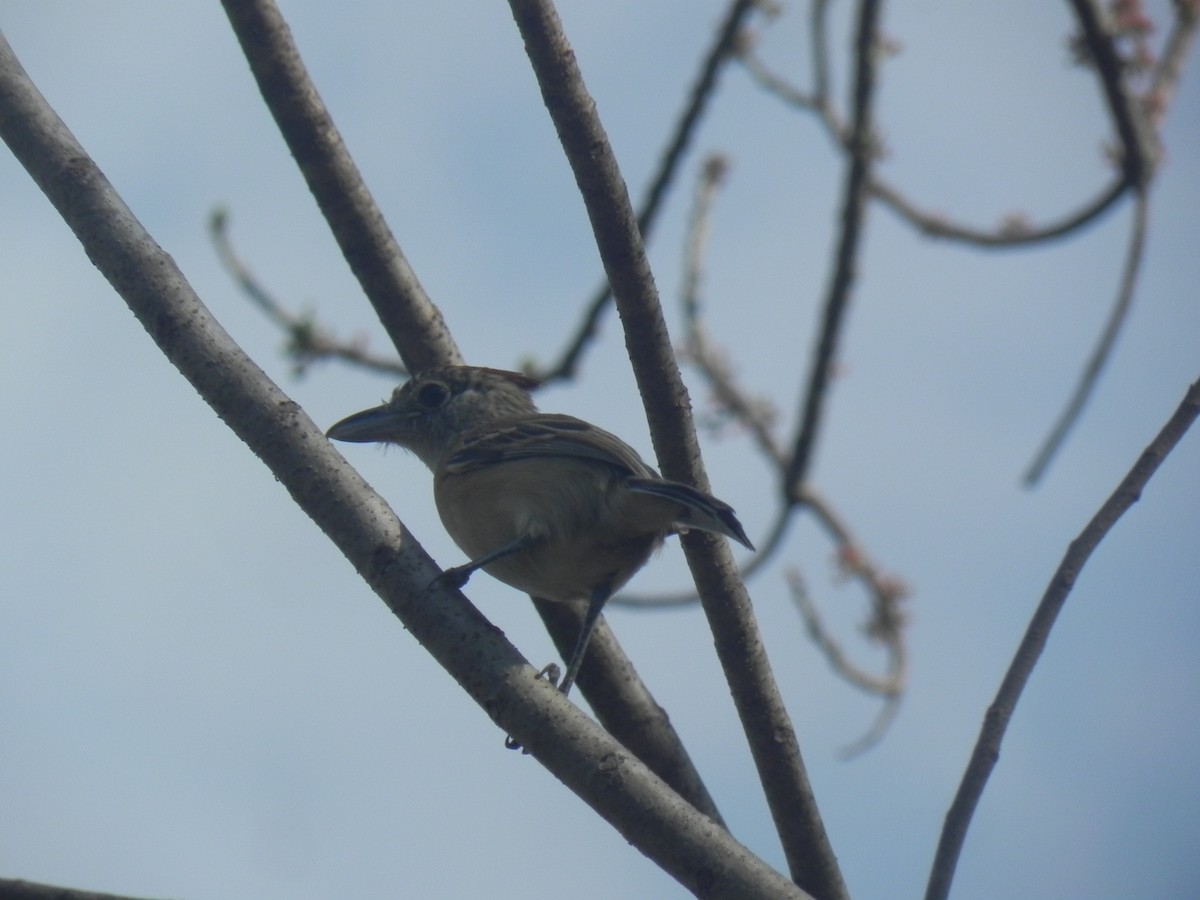 Black-crested Antshrike - ML620291989