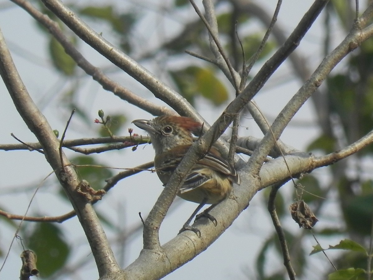 Black-crested Antshrike - ML620291991