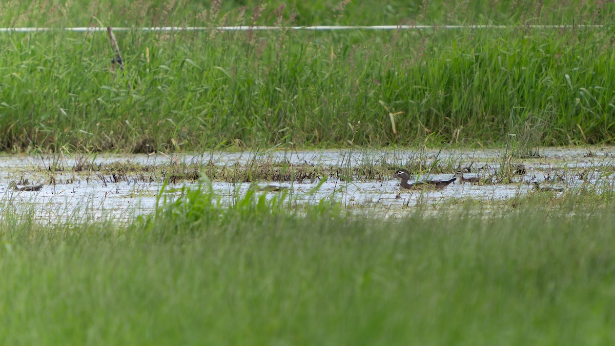 Wood Duck - ML620291994