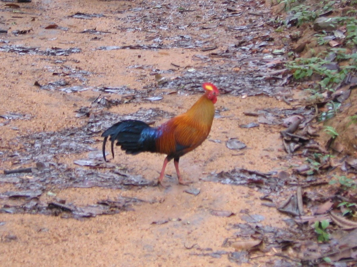 Sri Lanka Junglefowl - ML620291996