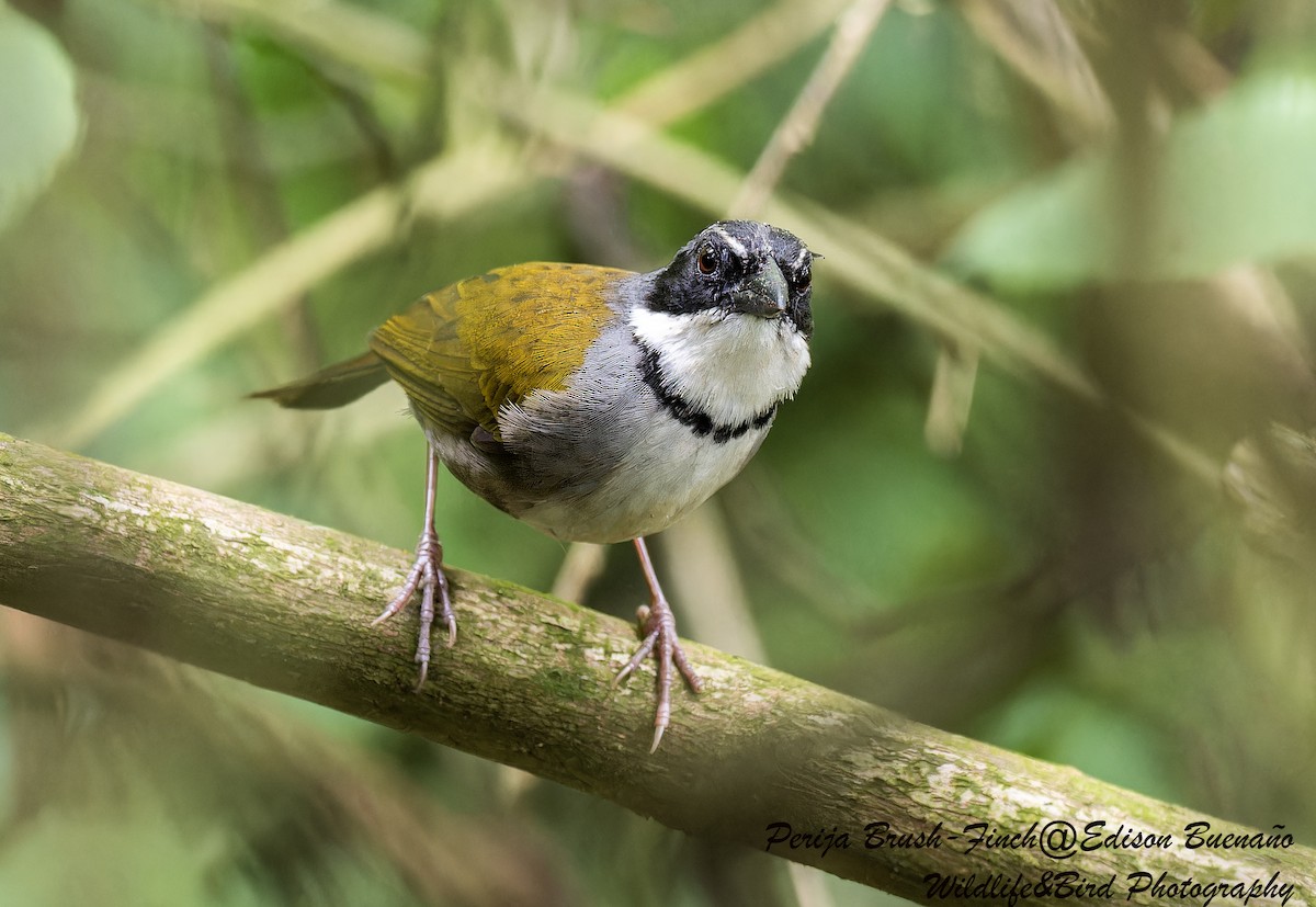 Perija Brushfinch - ML620291997