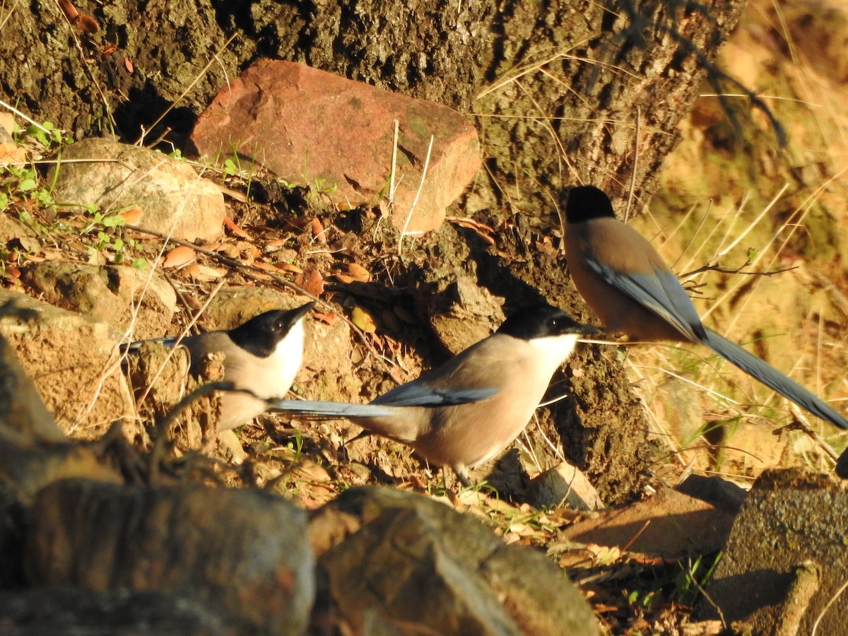 Iberian Magpie - ML620292003