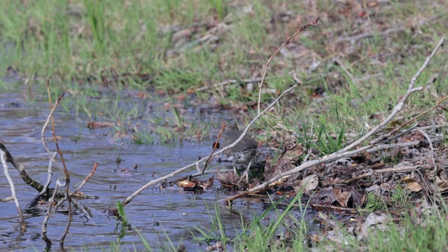 Spotted Sandpiper - ML620292004