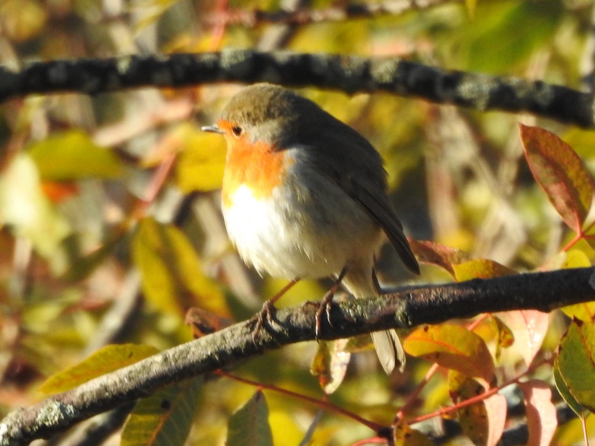 European Robin - ML620292005