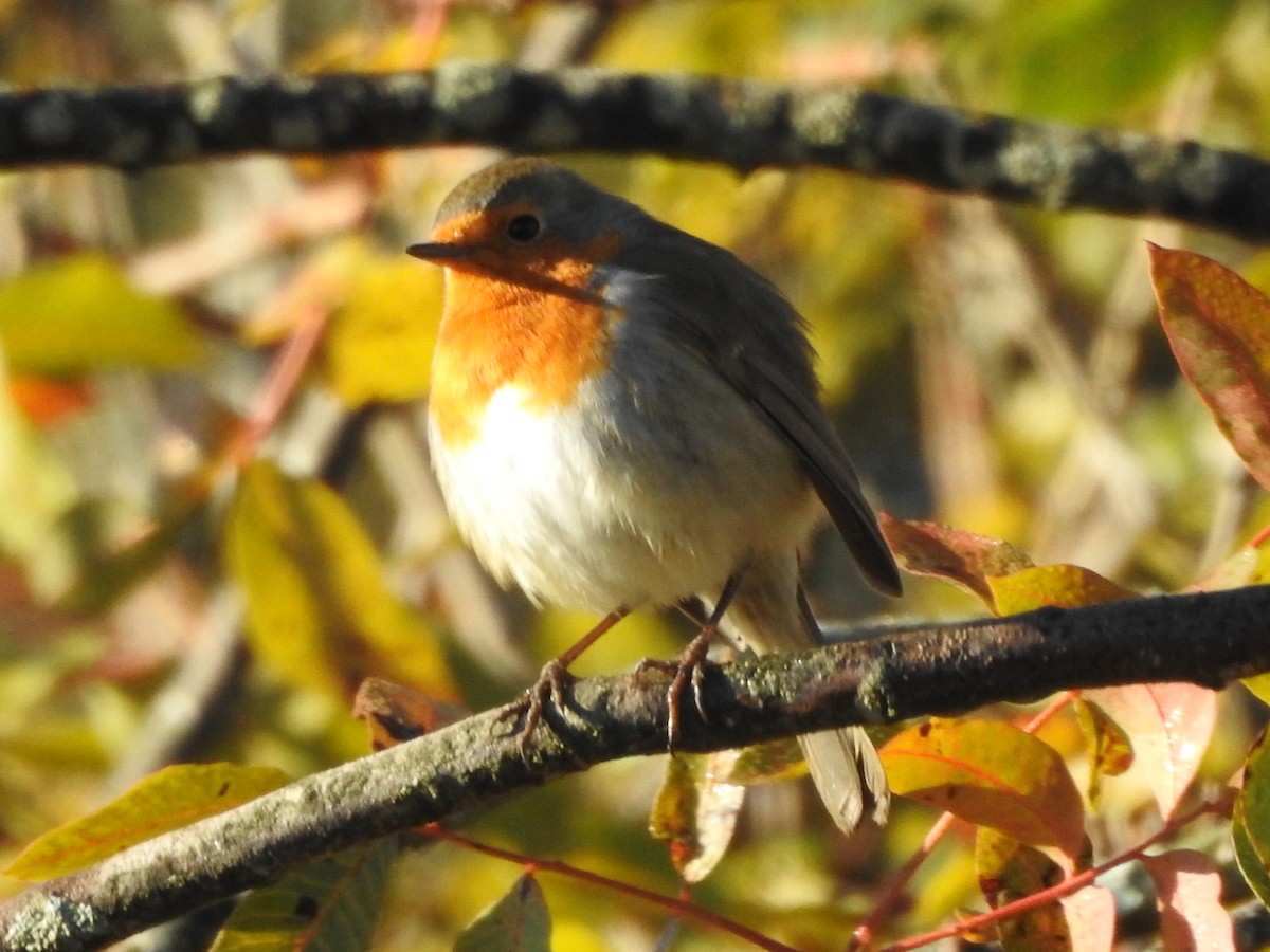 European Robin - ML620292006