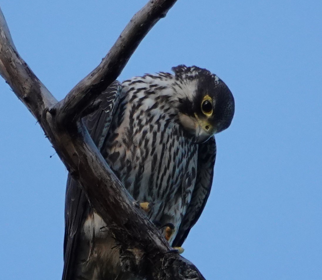 Peregrine Falcon - ML620292007