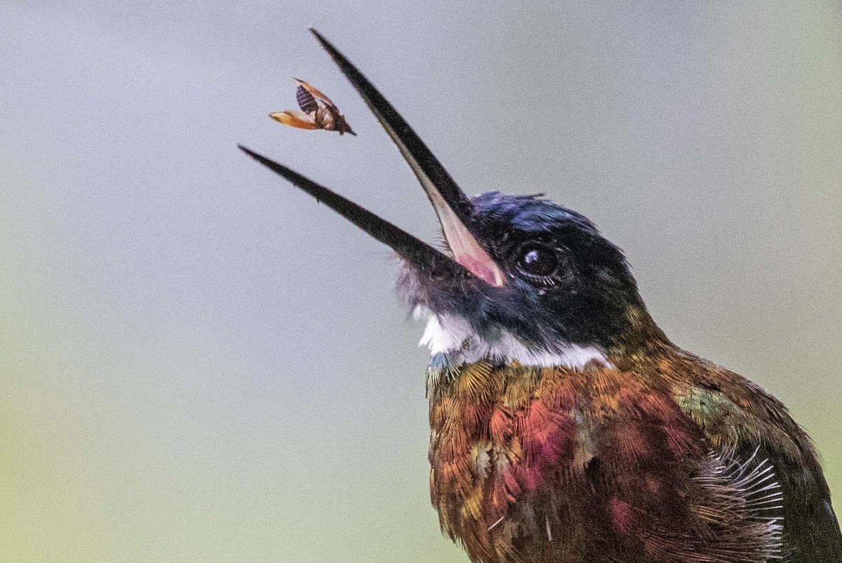 Purplish Jacamar - ML620292011