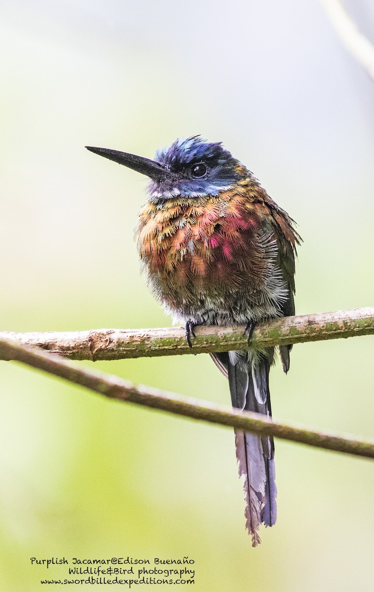 Purplish Jacamar - ML620292013