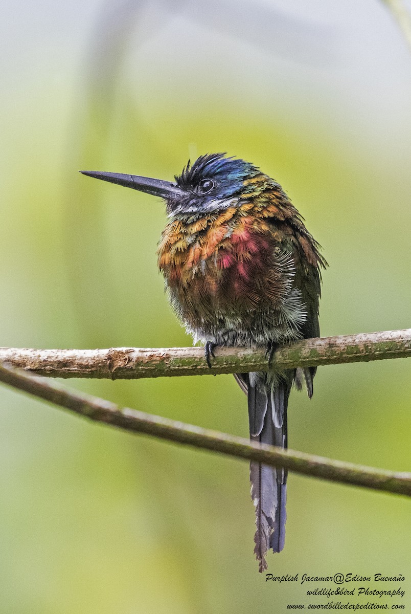 Purplish Jacamar - ML620292014