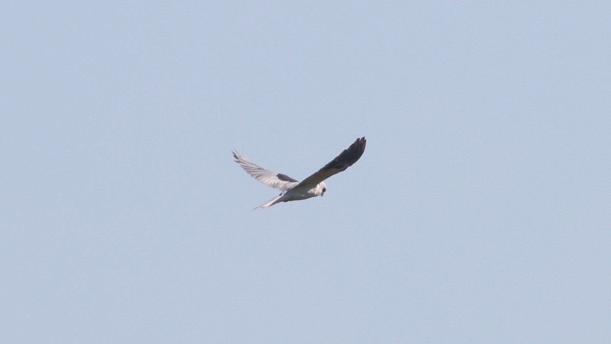 White-tailed Kite - ML620292015