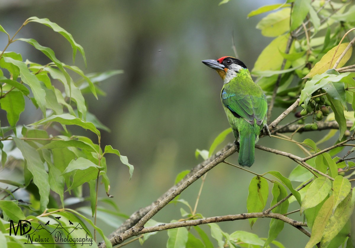 Golden-throated Barbet - ML620292016