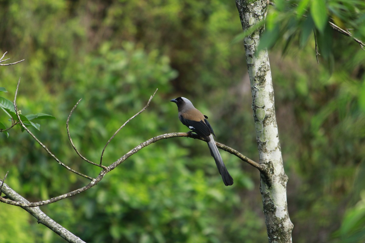 Gray Treepie - ML620292019