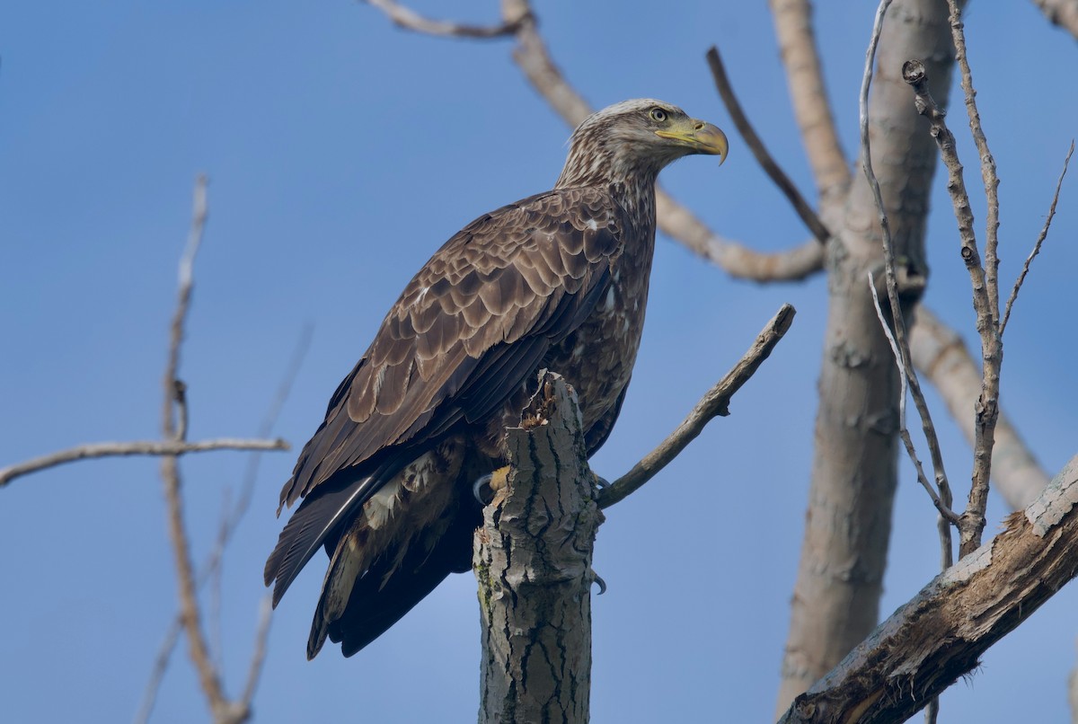 Bald Eagle - ML620292020