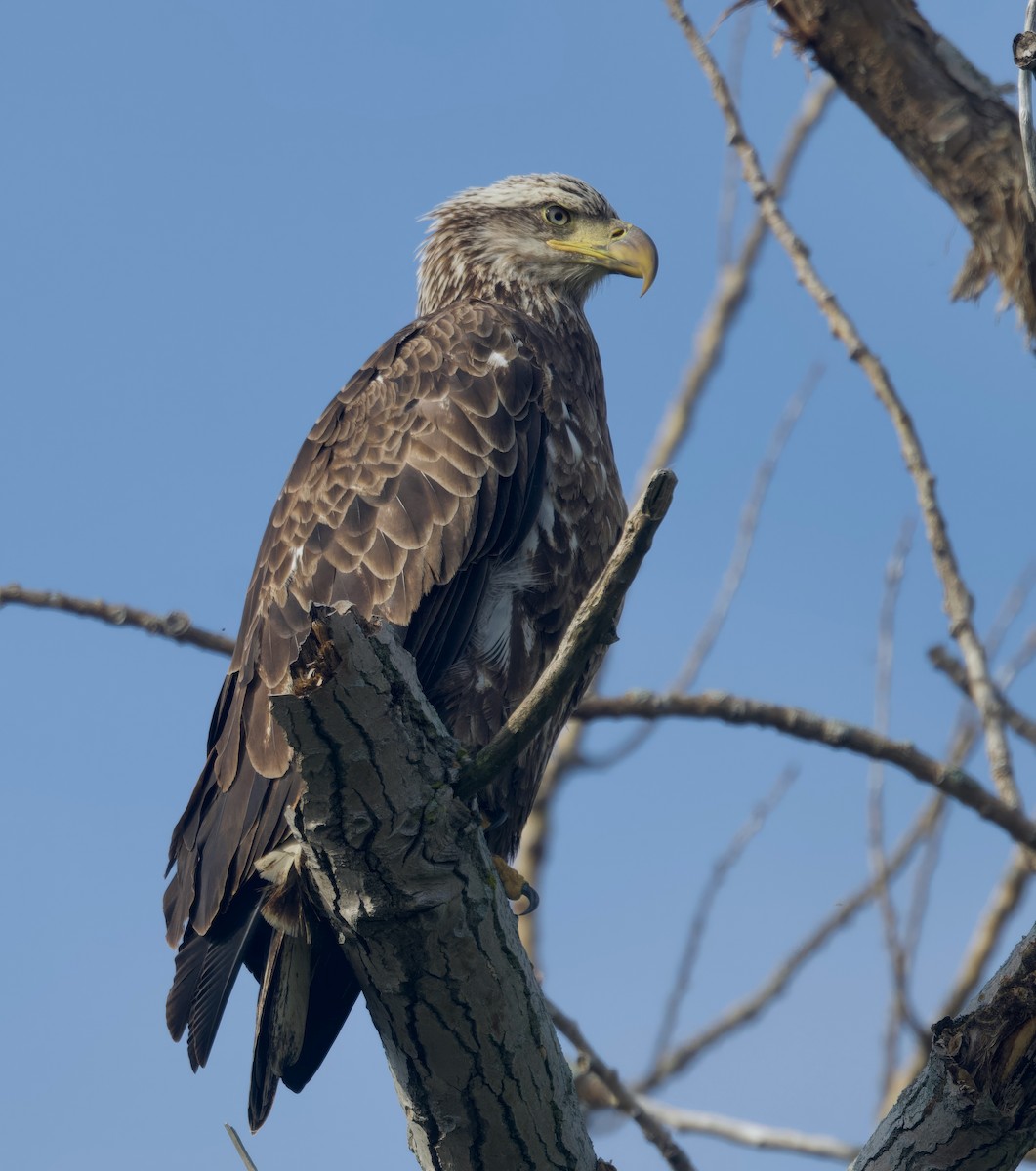 Bald Eagle - ML620292021