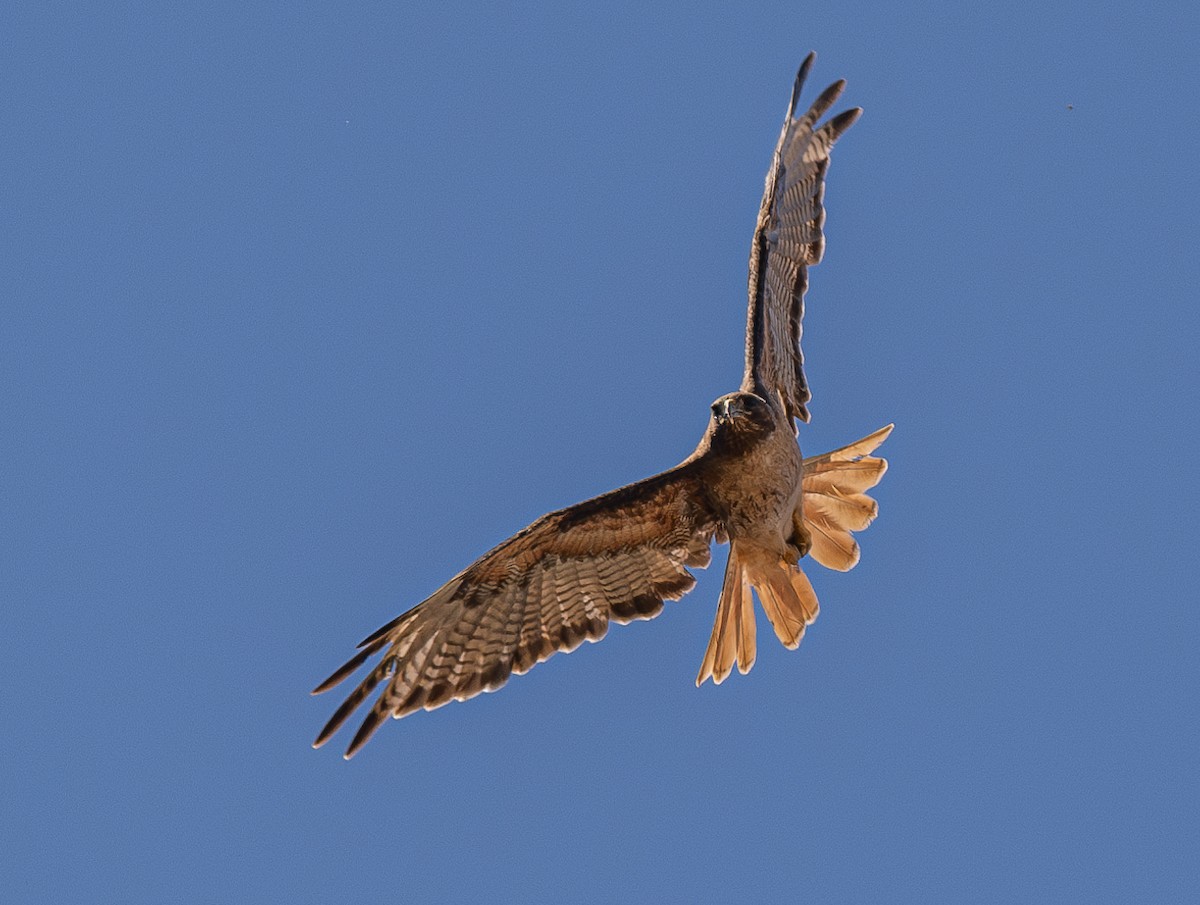 Red-tailed Hawk - ML620292024