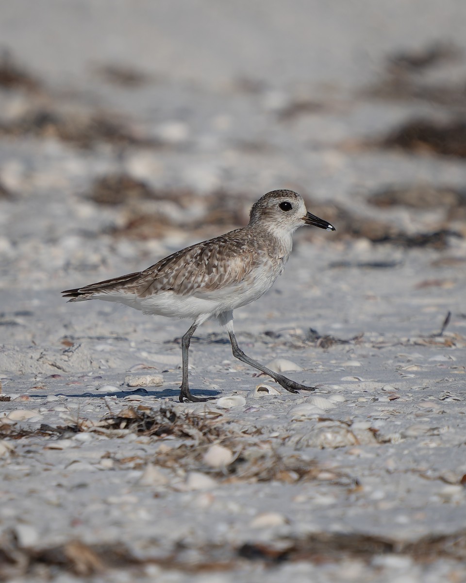 Black-bellied Plover - ML620292025