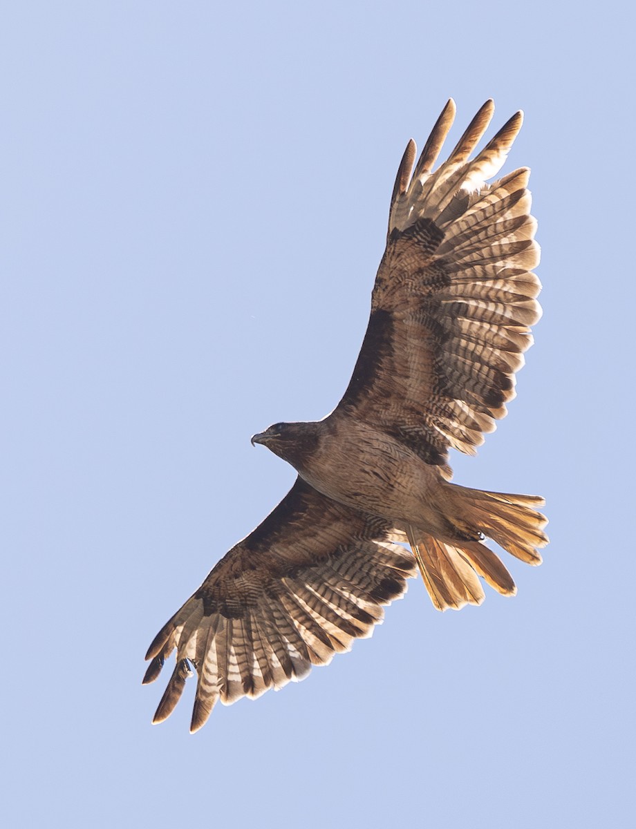 Red-tailed Hawk - ML620292028