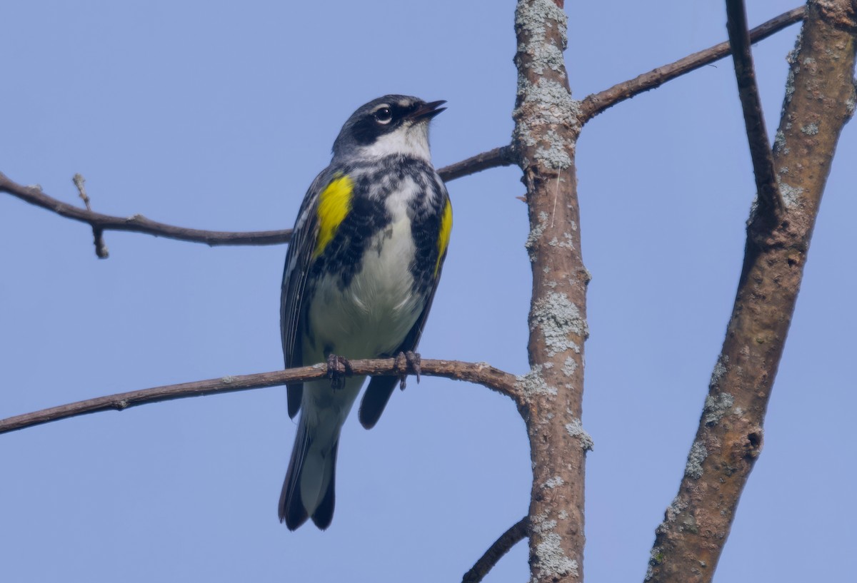 Paruline à croupion jaune (coronata) - ML620292029