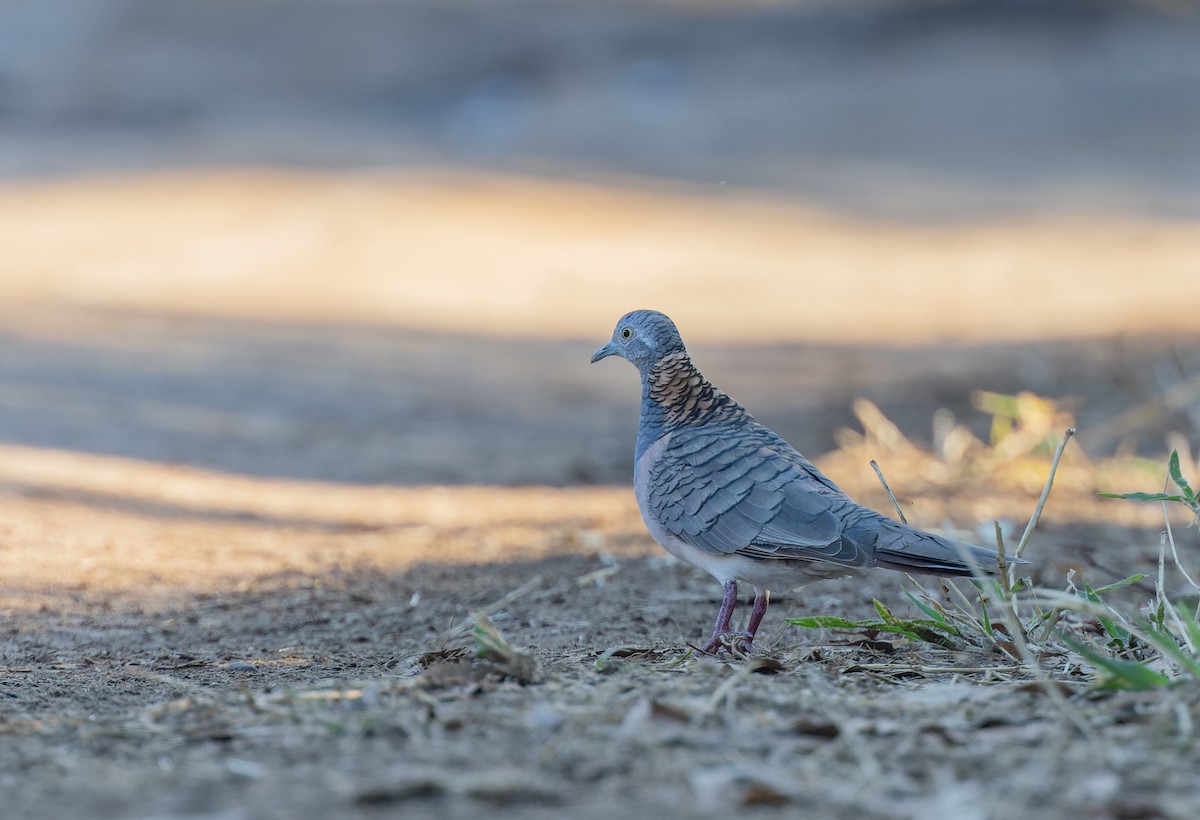 Bar-shouldered Dove - ML620292030