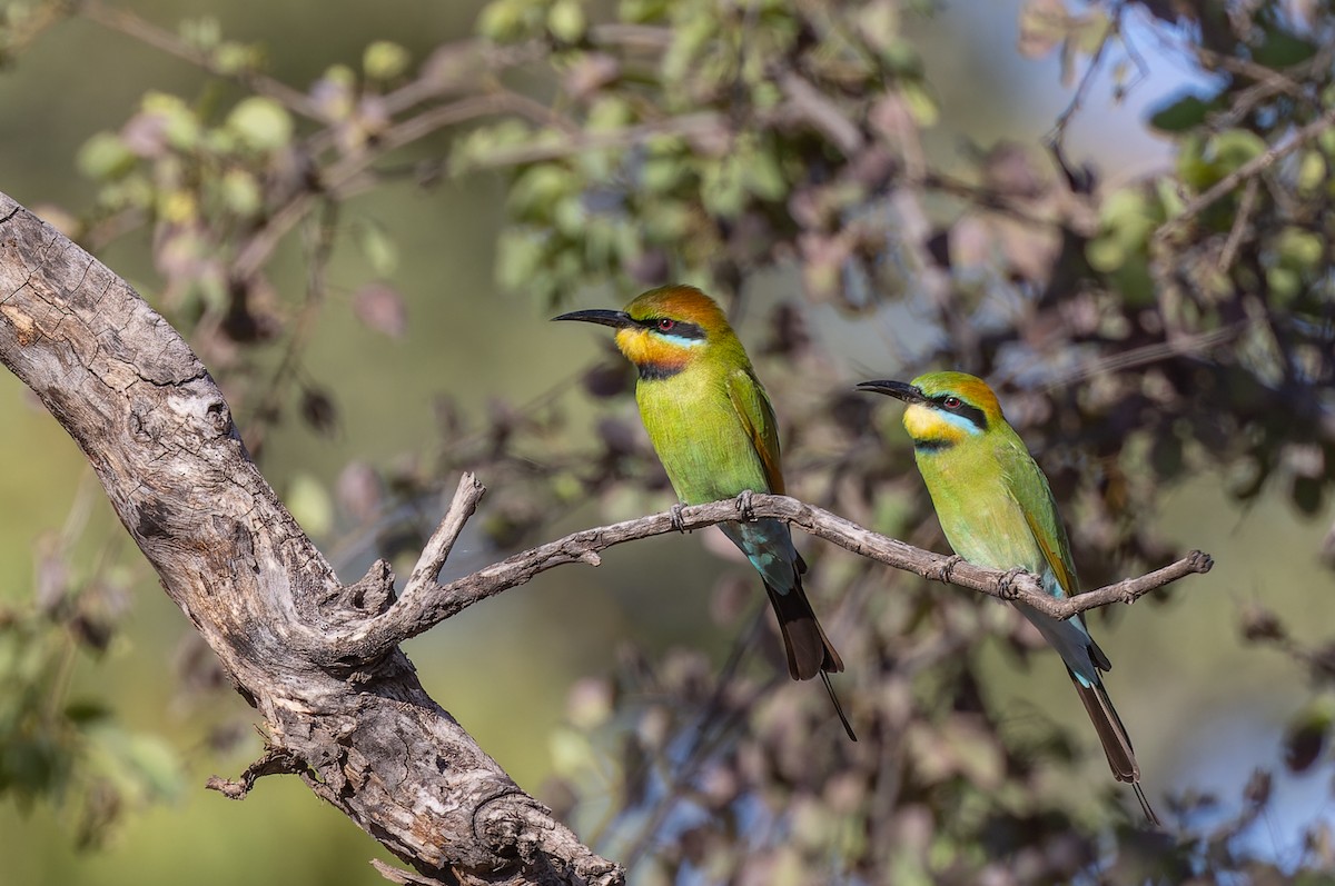 Rainbow Bee-eater - ML620292035