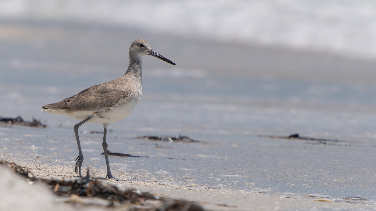 Willet - ML620292038