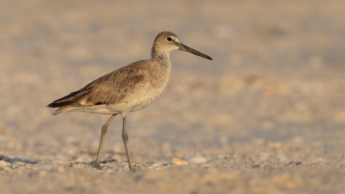 Willet - ML620292039